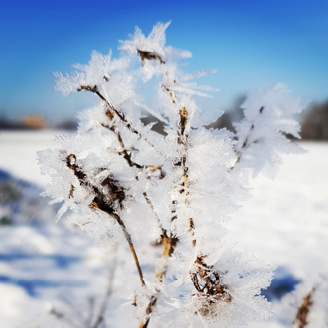 Inhaltsbild: S wie Silvia – Nr.1