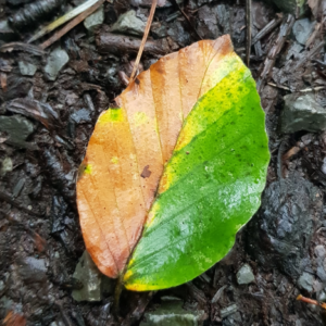 Inhaltsbild: S wie Silvia - Nr.4