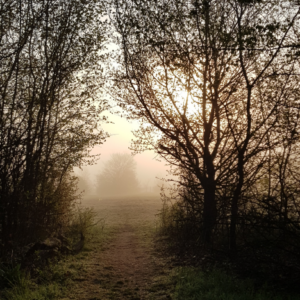 Inhaltsbild: S wie Silvia - Nr.8
